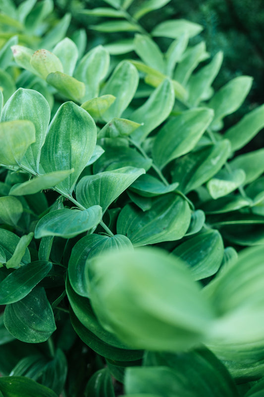 Why Natural Skincare Is Better for Your Skin (and the Planet)